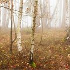 Nebel im Birkenwald