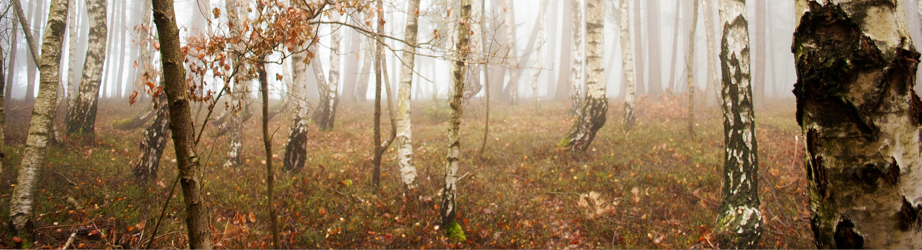 Nebel im Birkenwald von A.L. Monochrom Art 