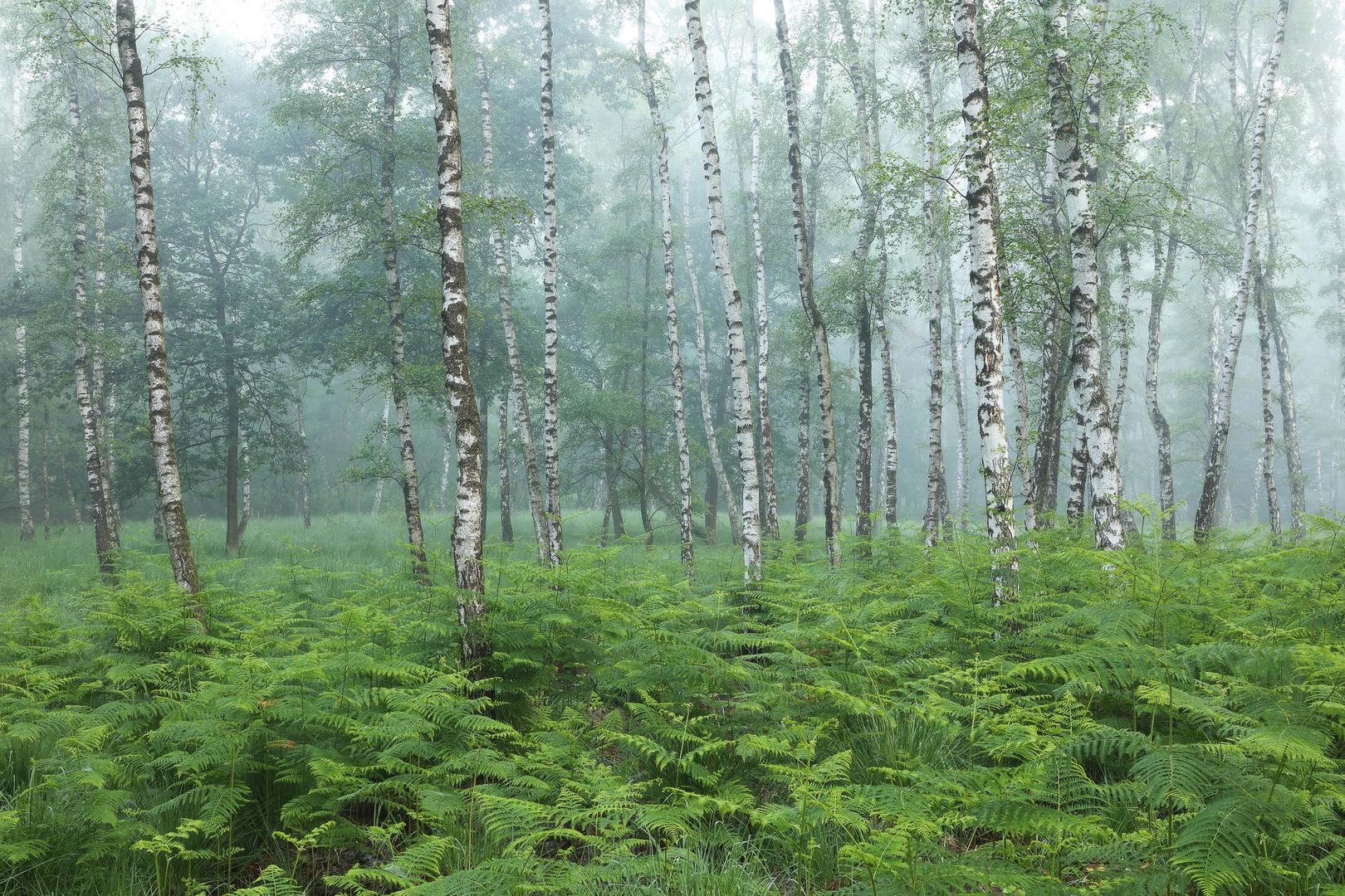 Nebel im Birkenwald