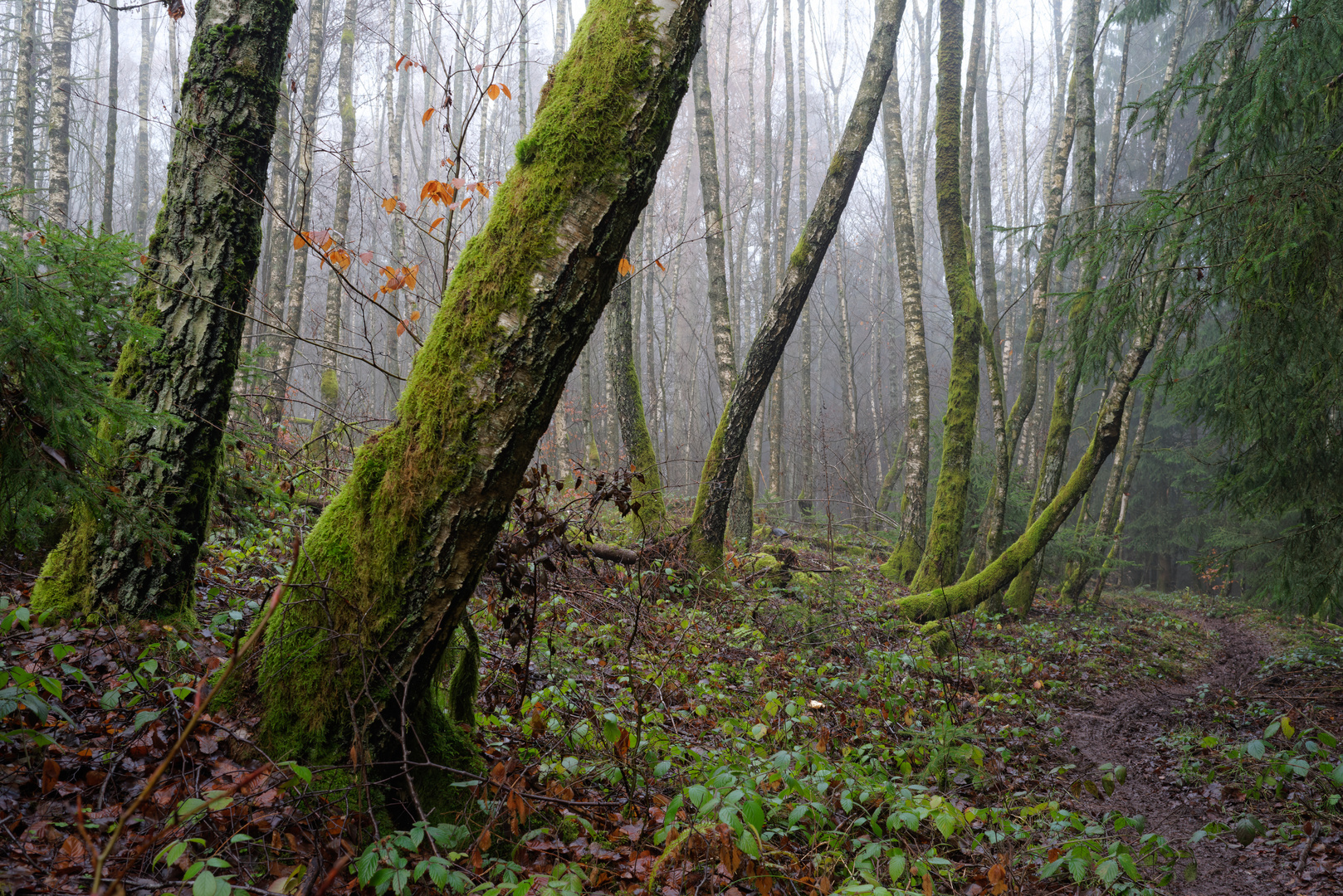 Nebel im Birkenwald