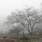Nebel im Botanischen Garten