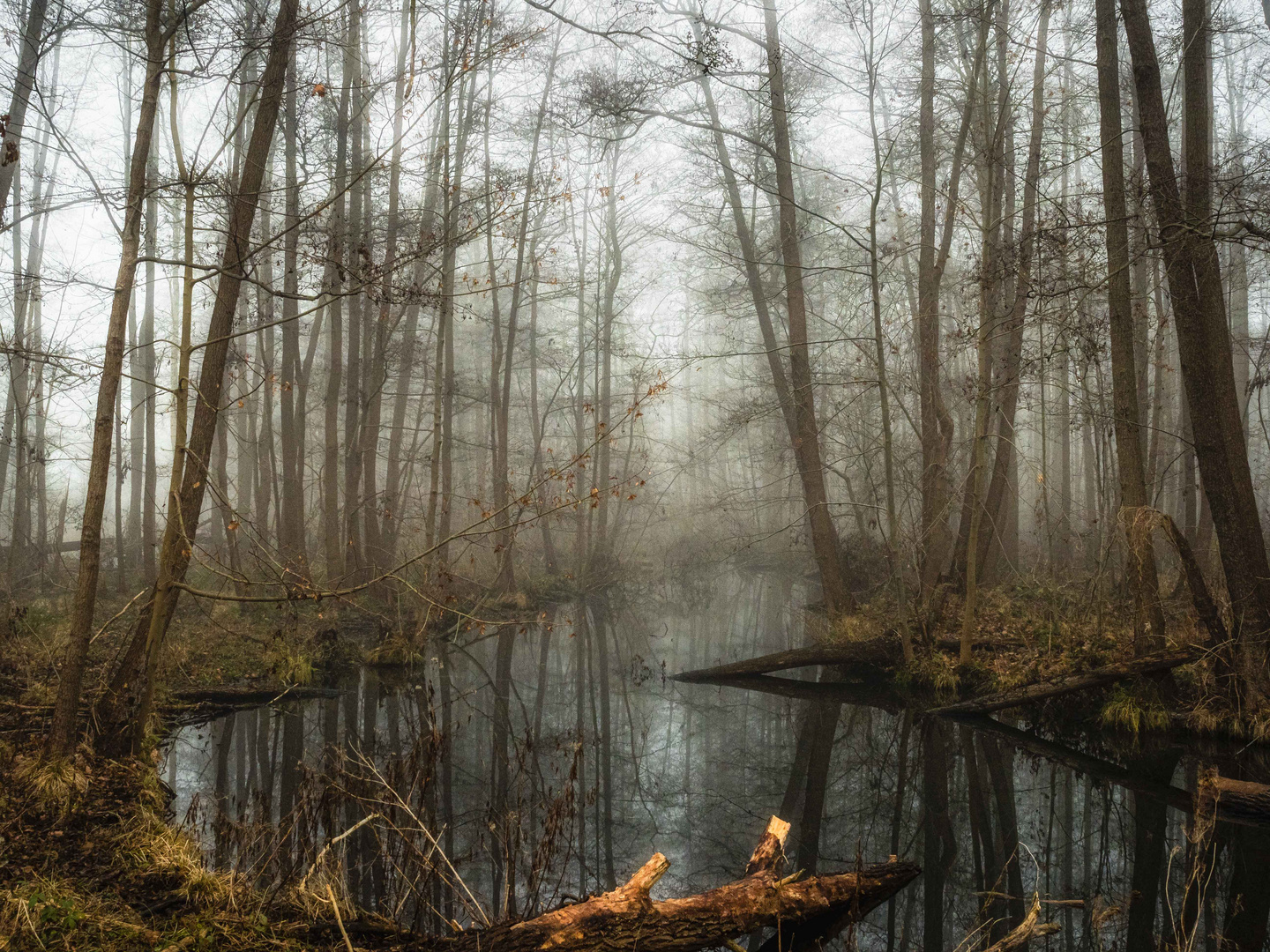 Nebel im Bruchwald