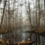 Nebel im Bruchwald