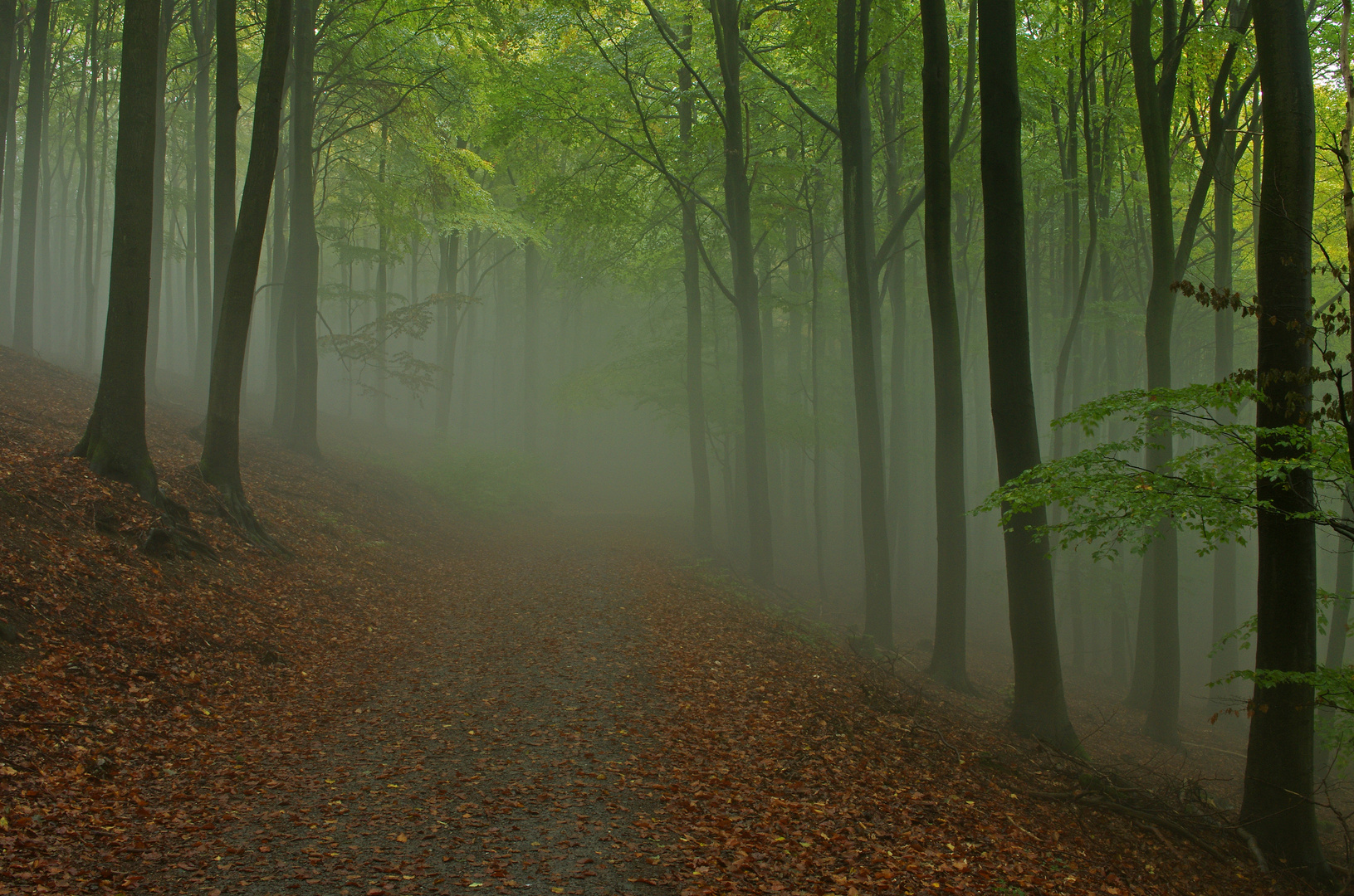 Nebel im Buchenwald 19.10.15