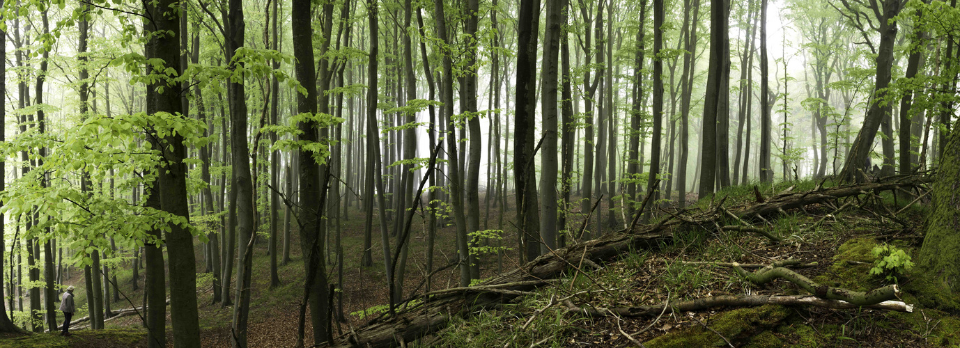 Nebel im Buchenwald 