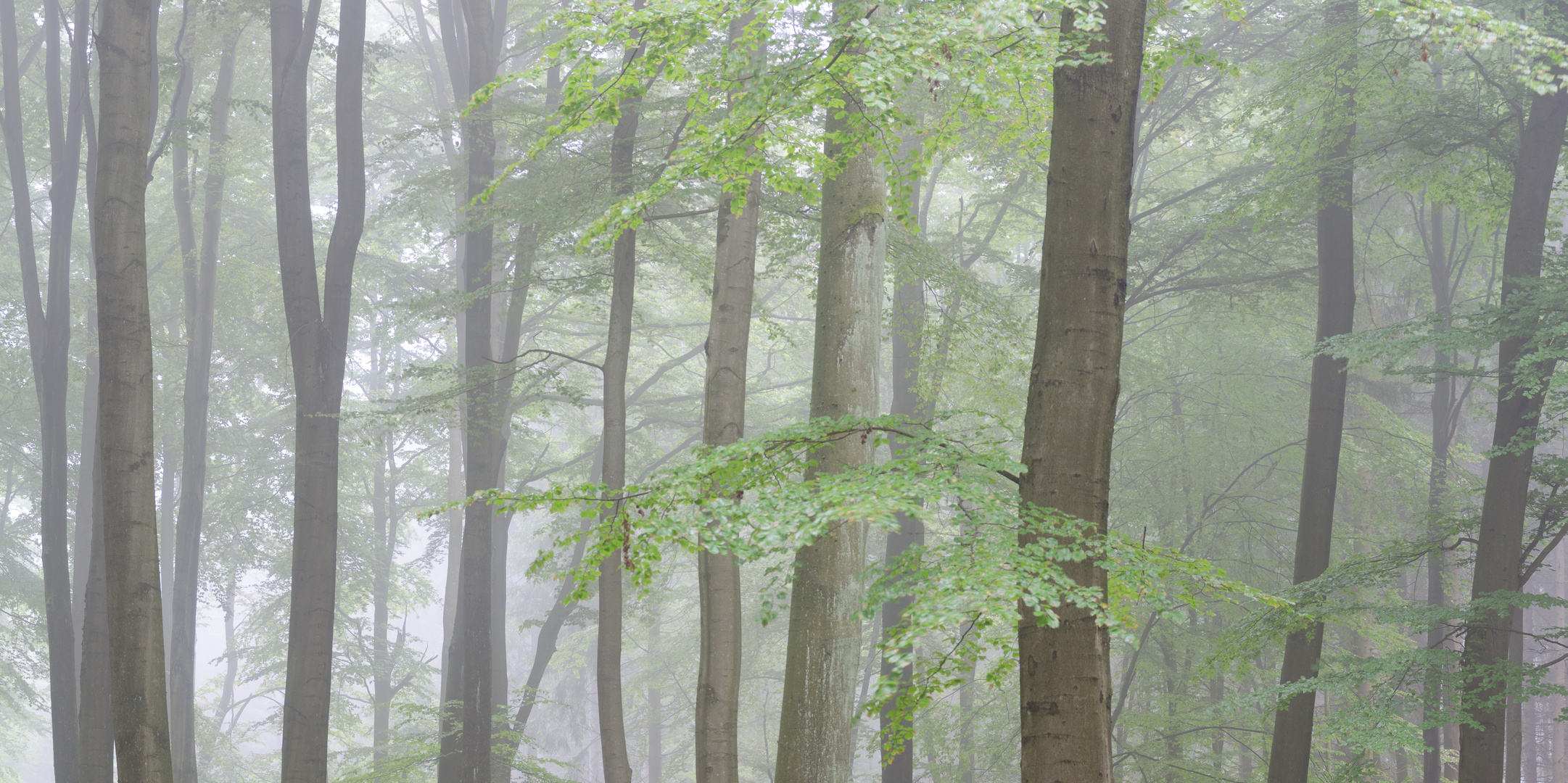 Nebel im Buchenwald