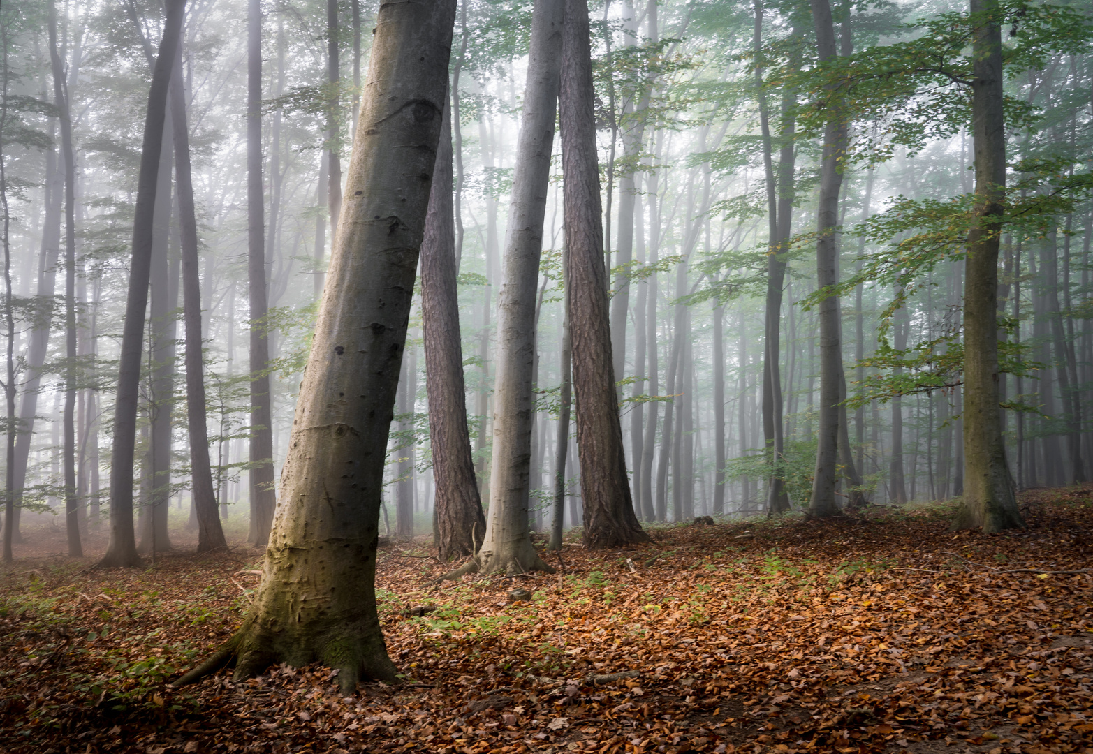 Nebel im Buchenwald