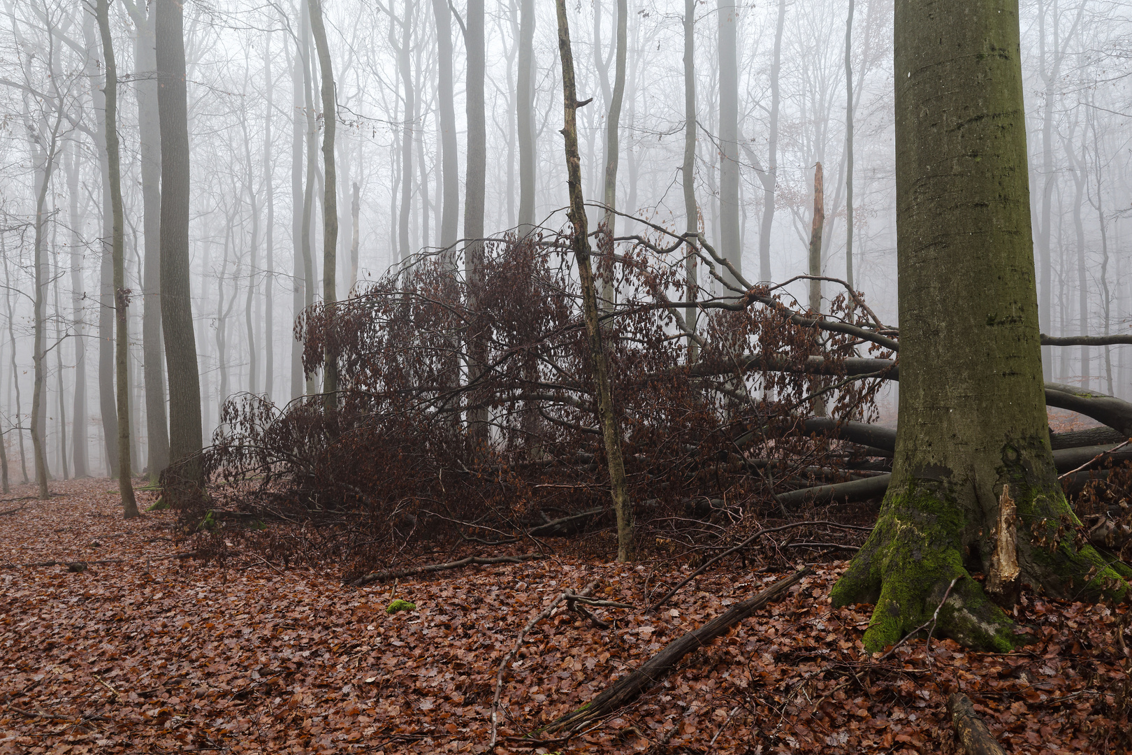 Nebel im Buchenwald