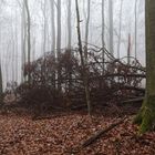 Nebel im Buchenwald