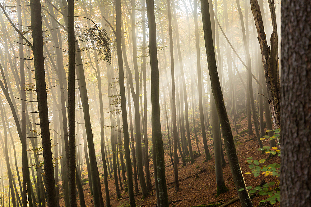 Nebel im Buchenwald