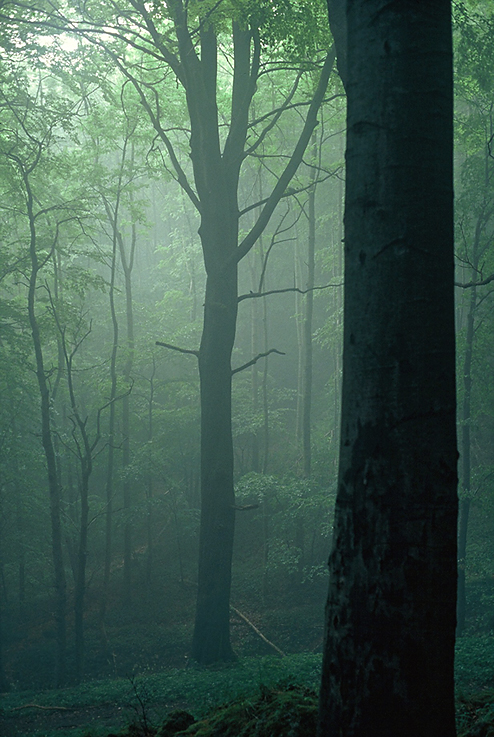 Nebel im Buchenwald II