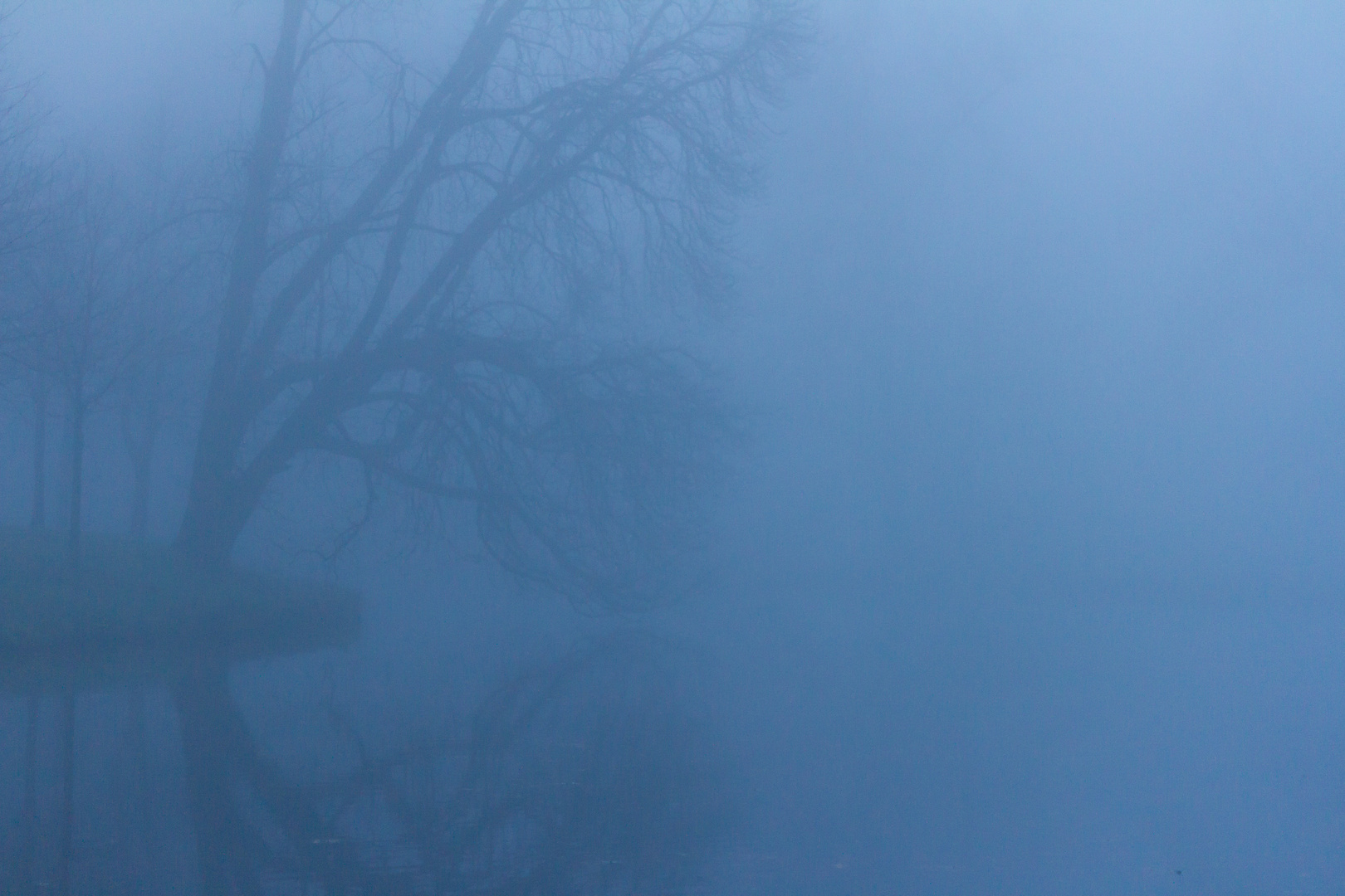 Nebel im Bürgerpark