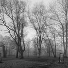 Nebel im Bürgerpark