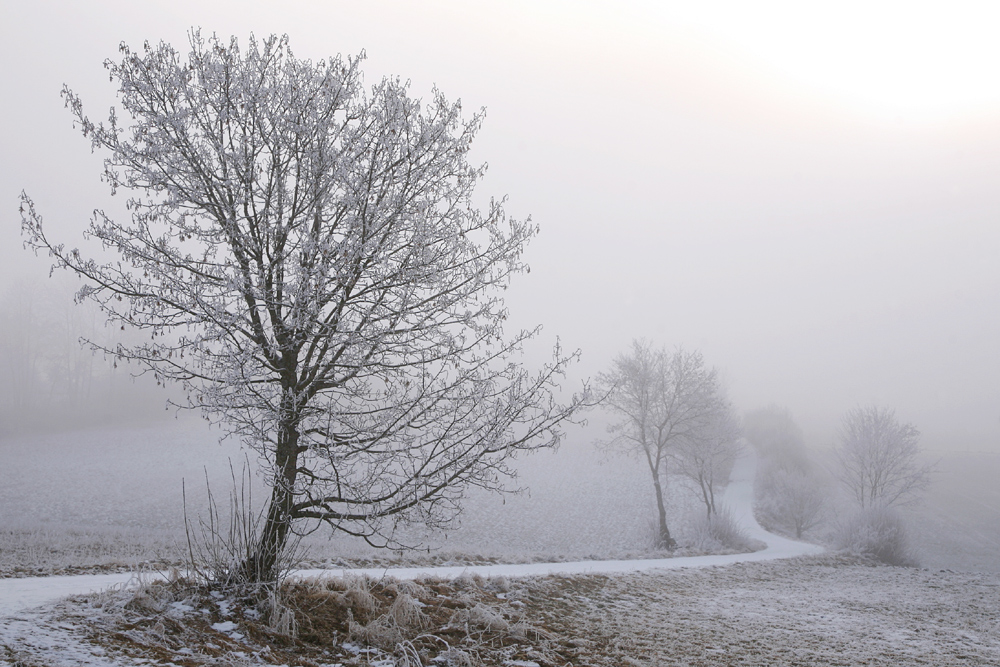 Nebel im Dellenweg