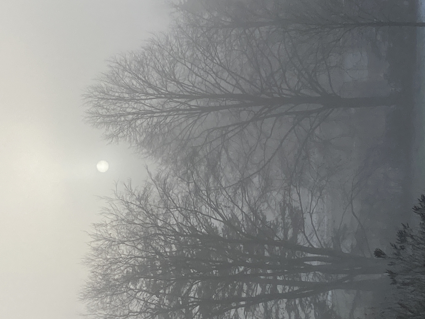 Nebel im Dezember 