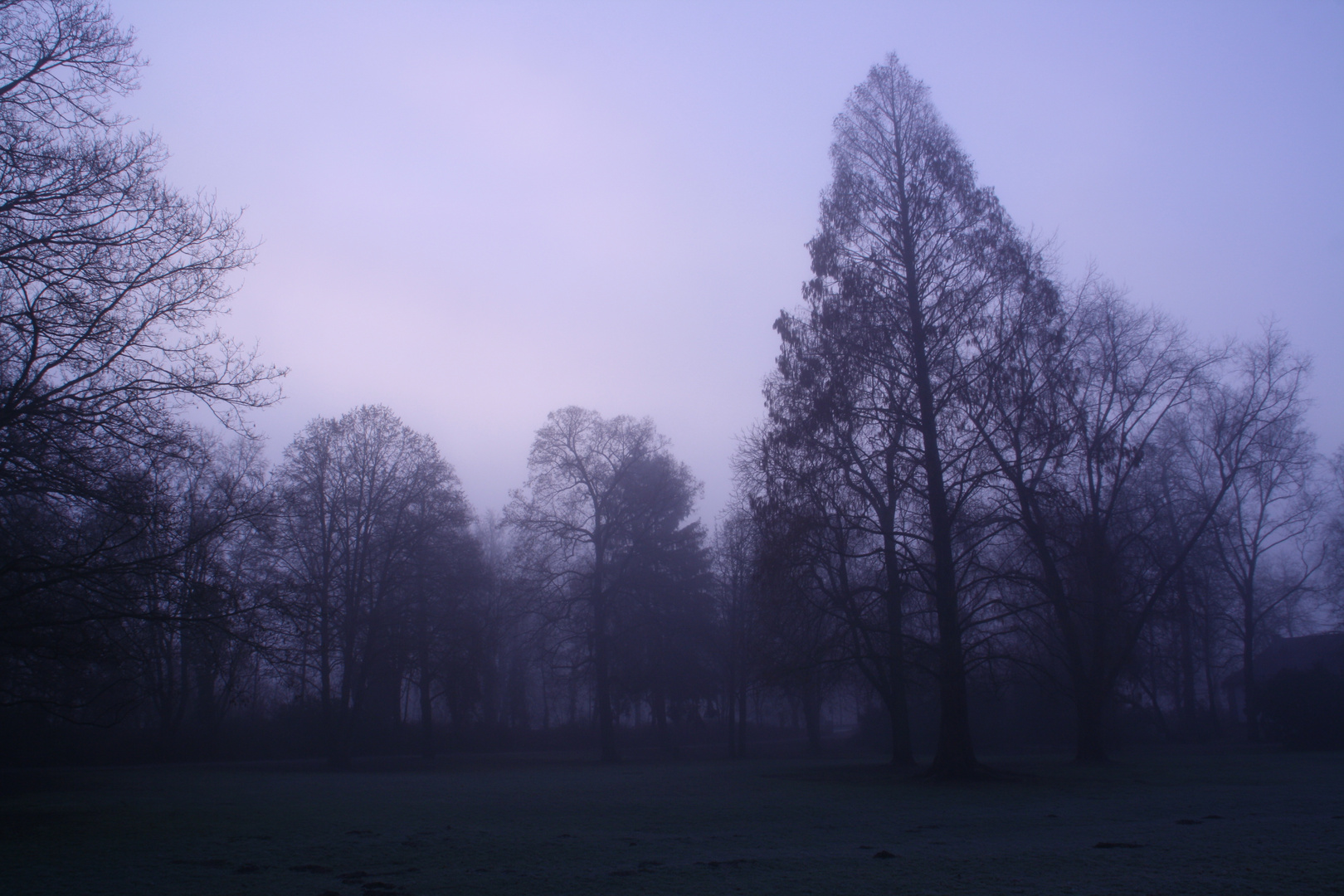Nebel im Domgarten