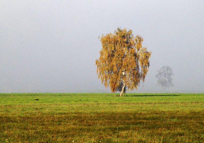 Nebel im Donaumoos