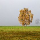 Nebel im Donaumoos