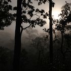 Nebel im Dschungel
