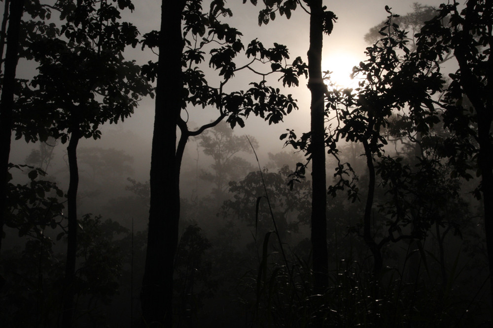 Nebel im Dschungel