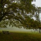 Nebel im Eichenhain