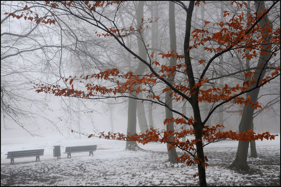 nebel im englischen garten 6