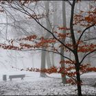 nebel im englischen garten 6