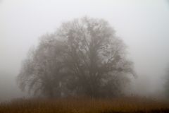 Nebel im Eriskircher Ried