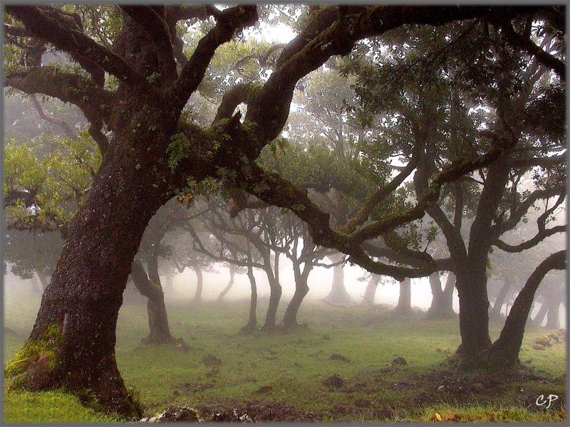 Nebel im Fanal