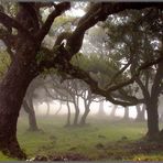 Nebel im Fanal