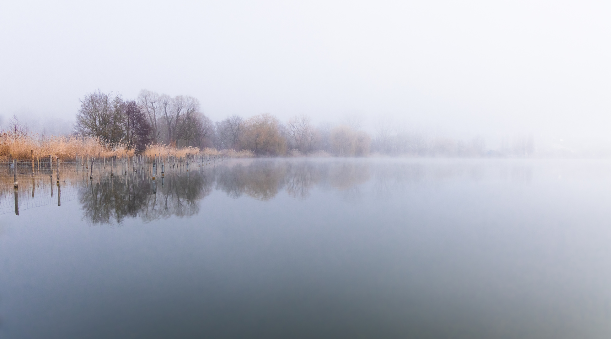 Nebel im Februar