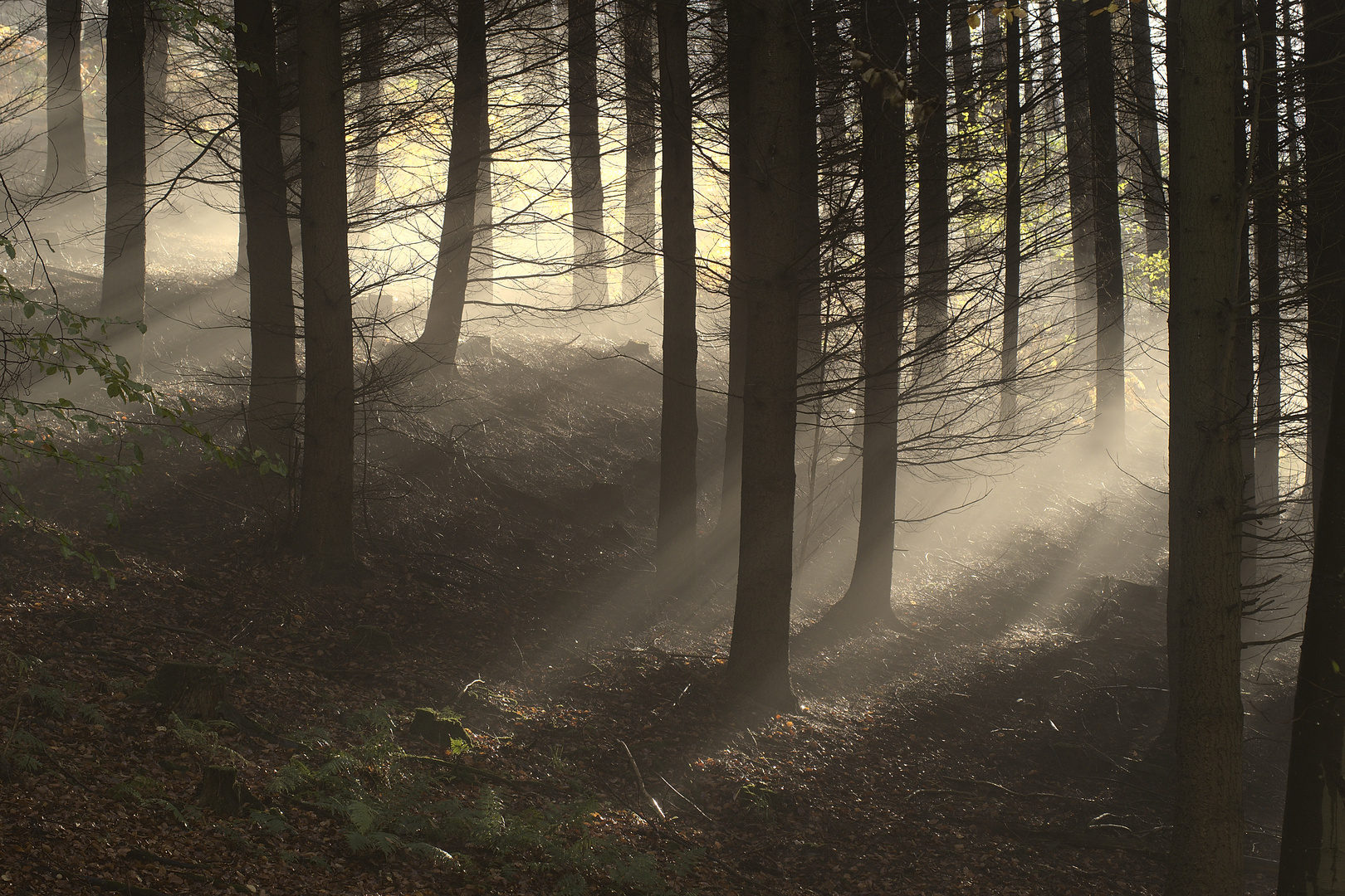 Nebel im Fichtenwald