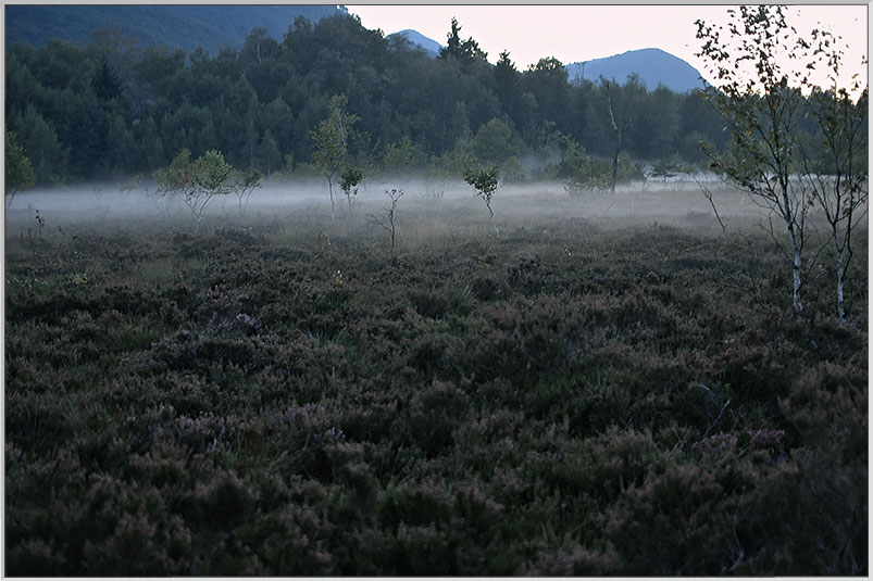 Nebel im Filz