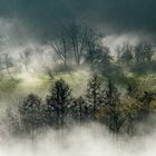 Nebel im Frühling