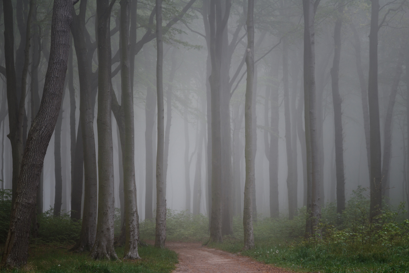 Nebel im Frühlingswald