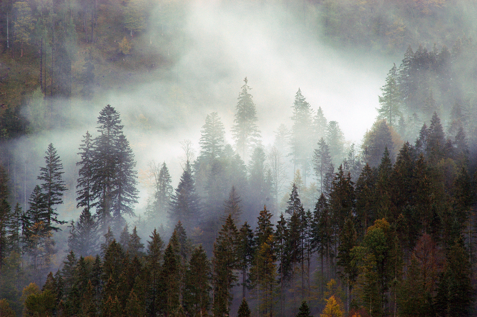 Nebel im Gebirgswald