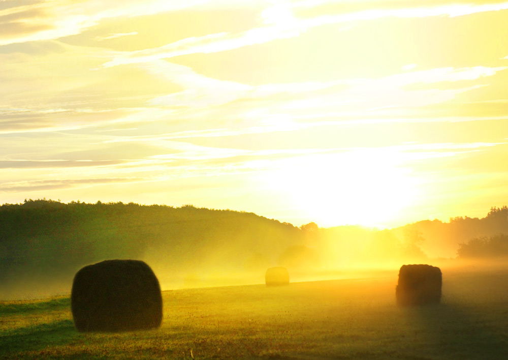 Nebel im Gegenlicht