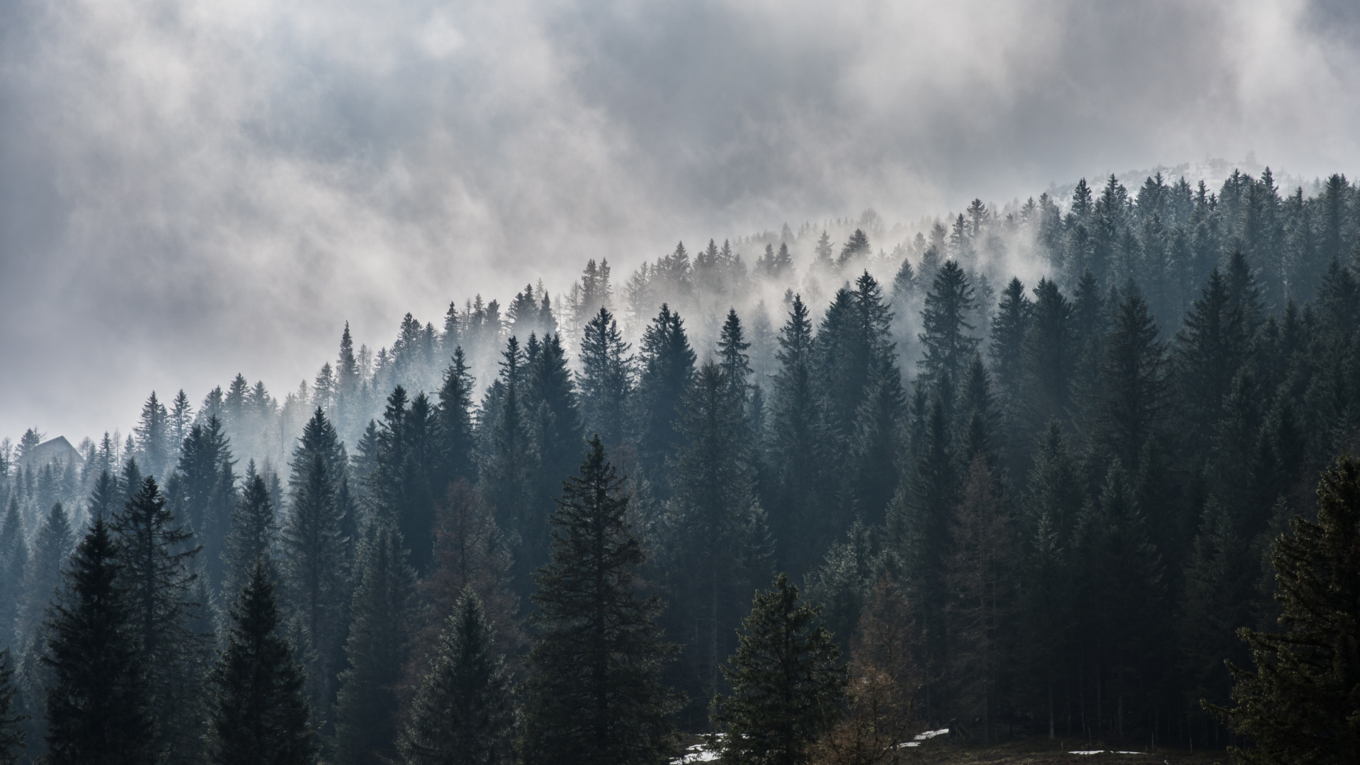 Nebel im Gegenlicht