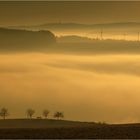 Nebel im Gegenlicht