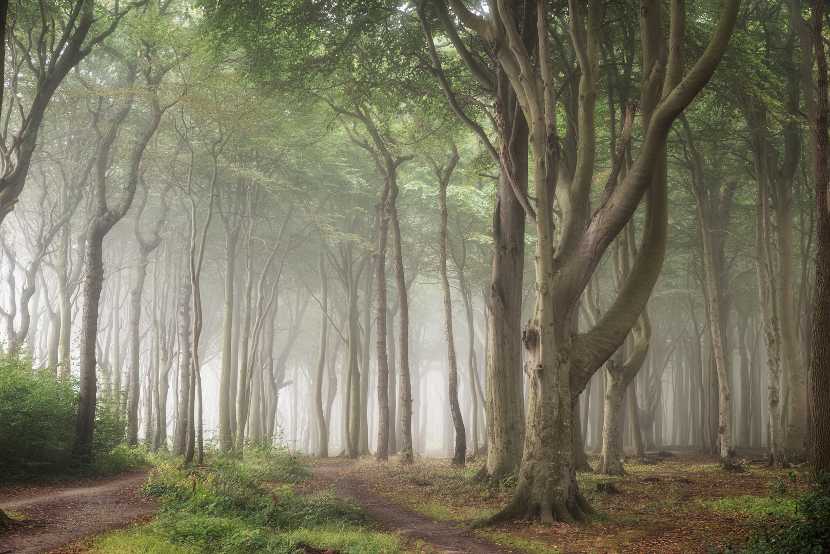 Nebel im Gespensterwald