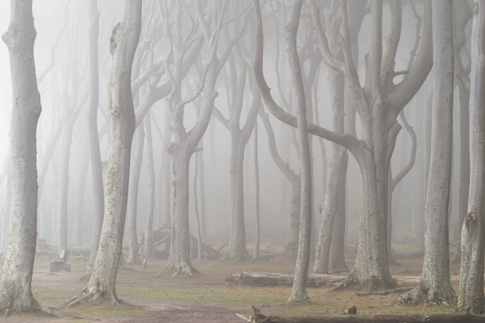 Nebel im Gespensterwald II