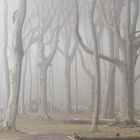 Nebel im Gespensterwald II