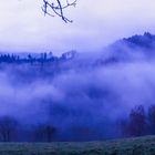 Nebel im Glottertal