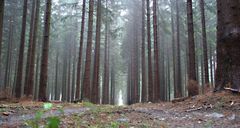 Nebel im Harzer Wald