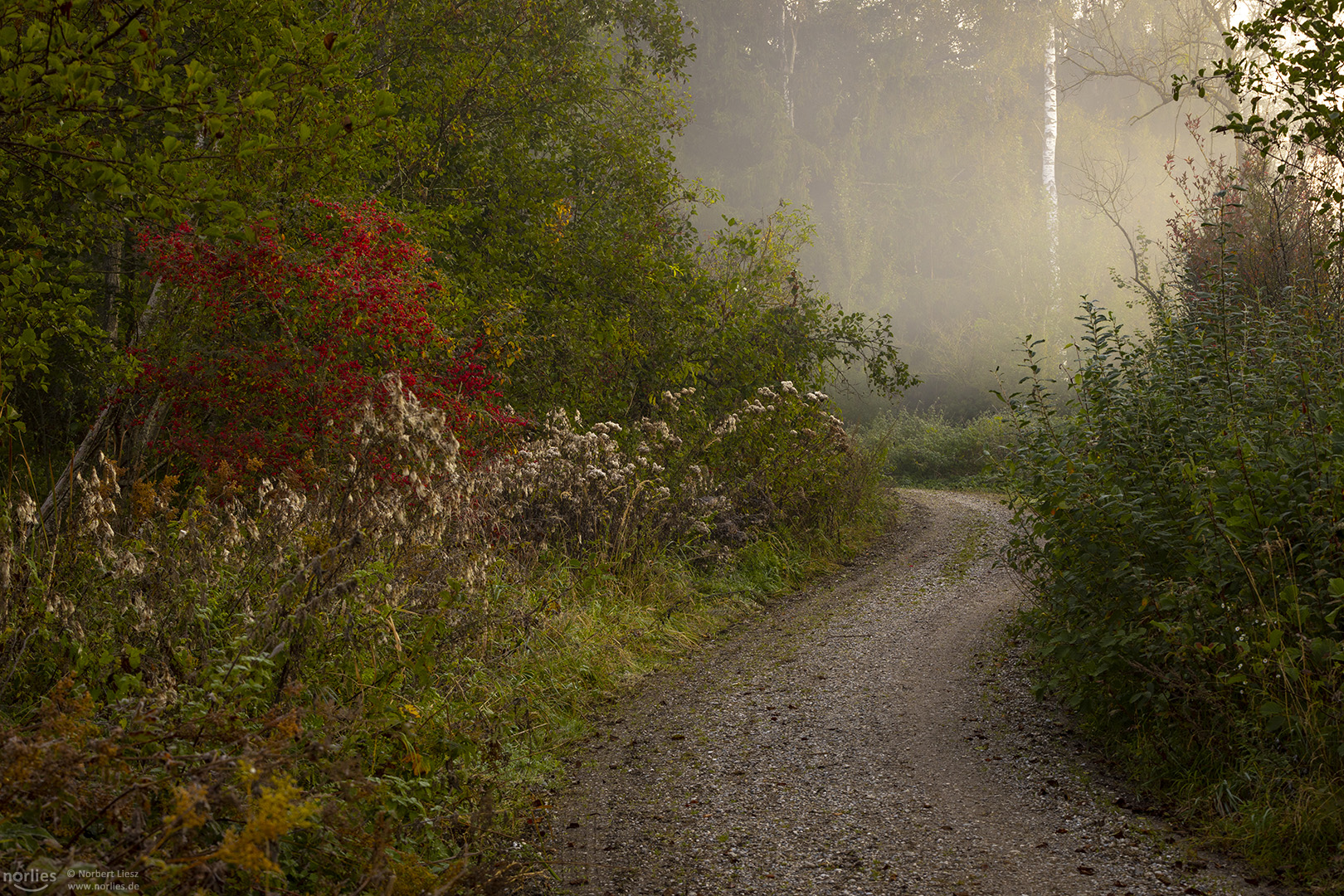 Nebel im Haspelmoor