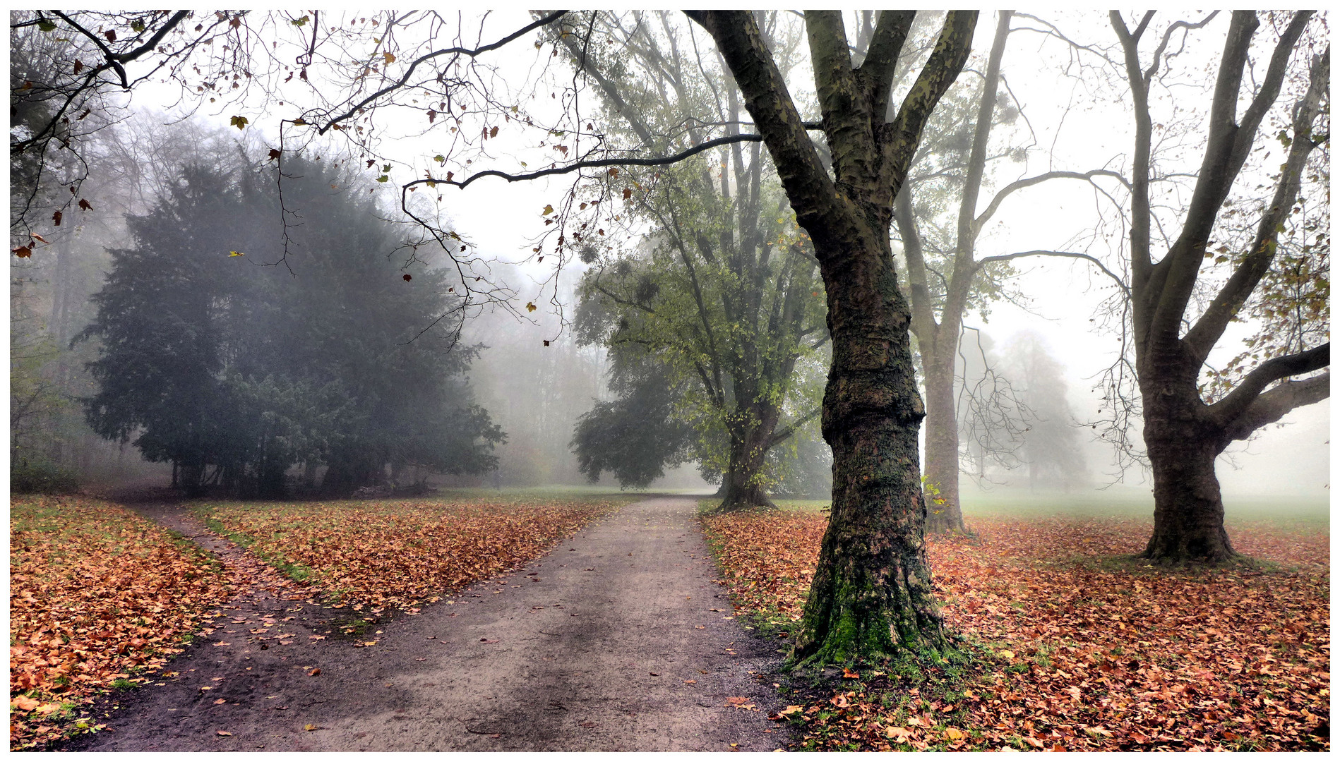 Nebel im Herbst