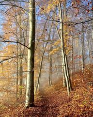 Nebel im Herbst...