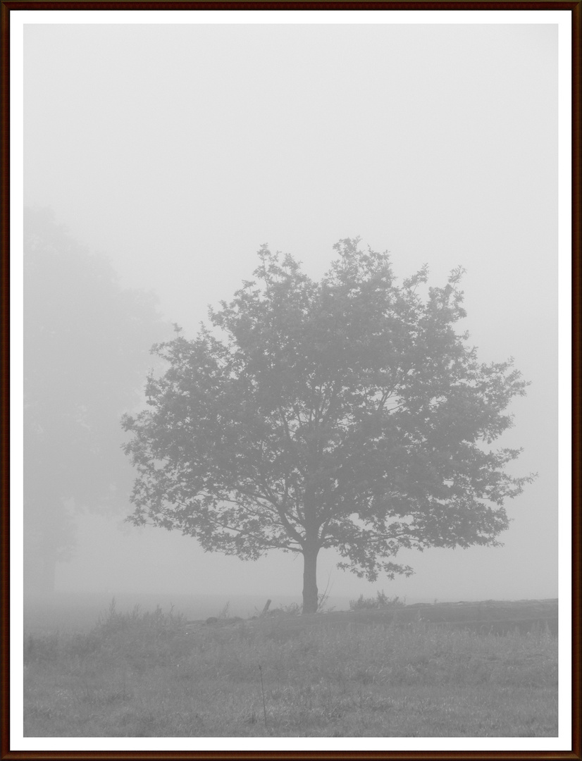 Nebel im Herbst