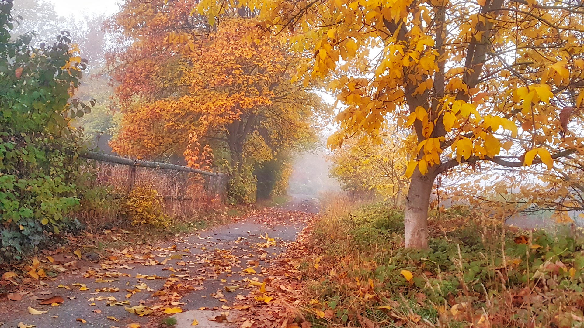 Nebel im Herbst