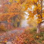 Nebel im Herbst